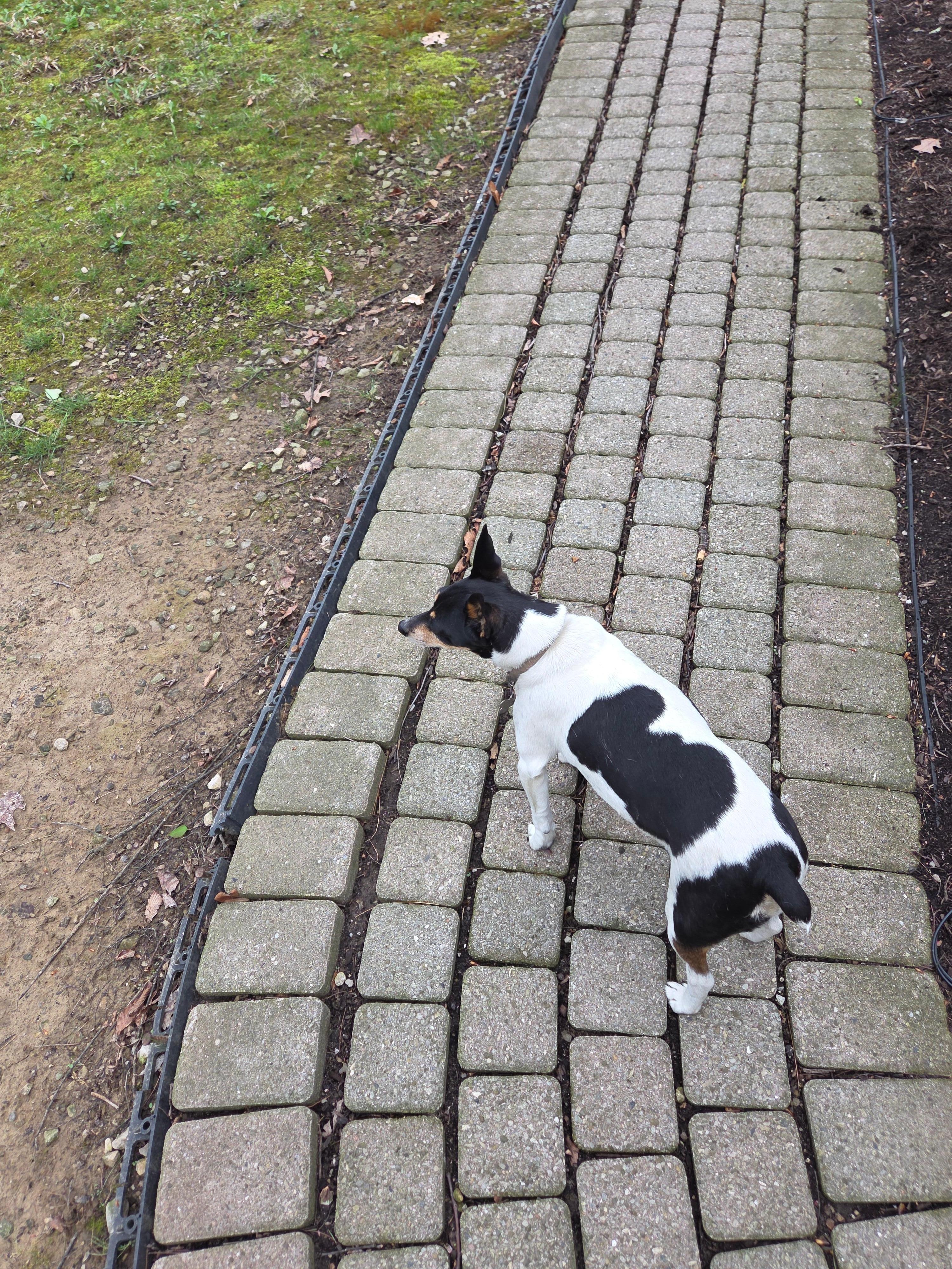 Puppy visitor.  The puppy dog eyes are strong trying to get fed. 