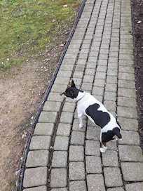 Puppy visitor. The puppy dog eyes are strong trying to get fed.