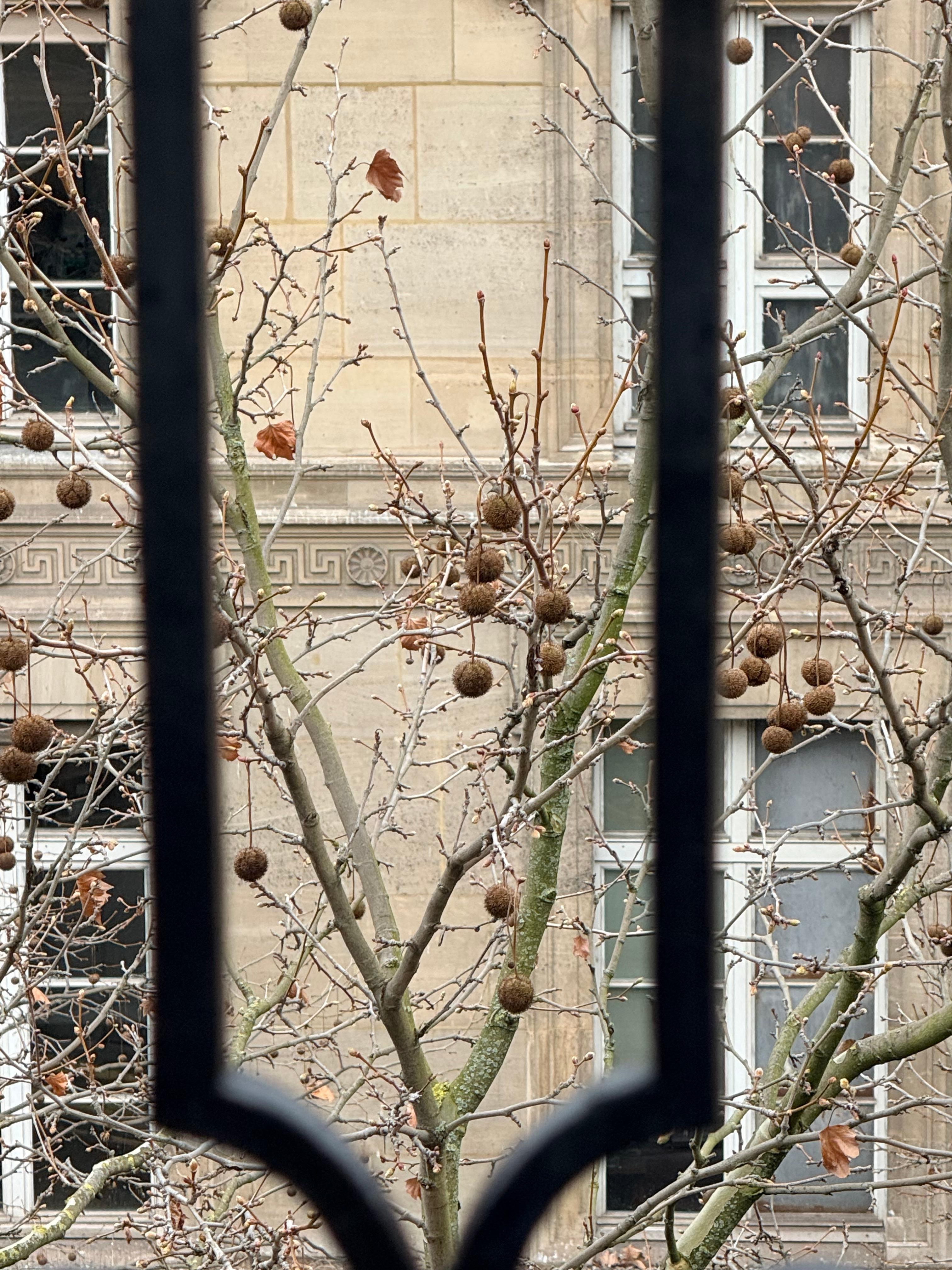 View through the trees outside. 