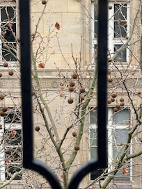 View through the trees outside.