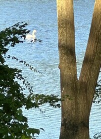 The beautiful swan.
