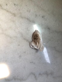 Wiped bathroom floor