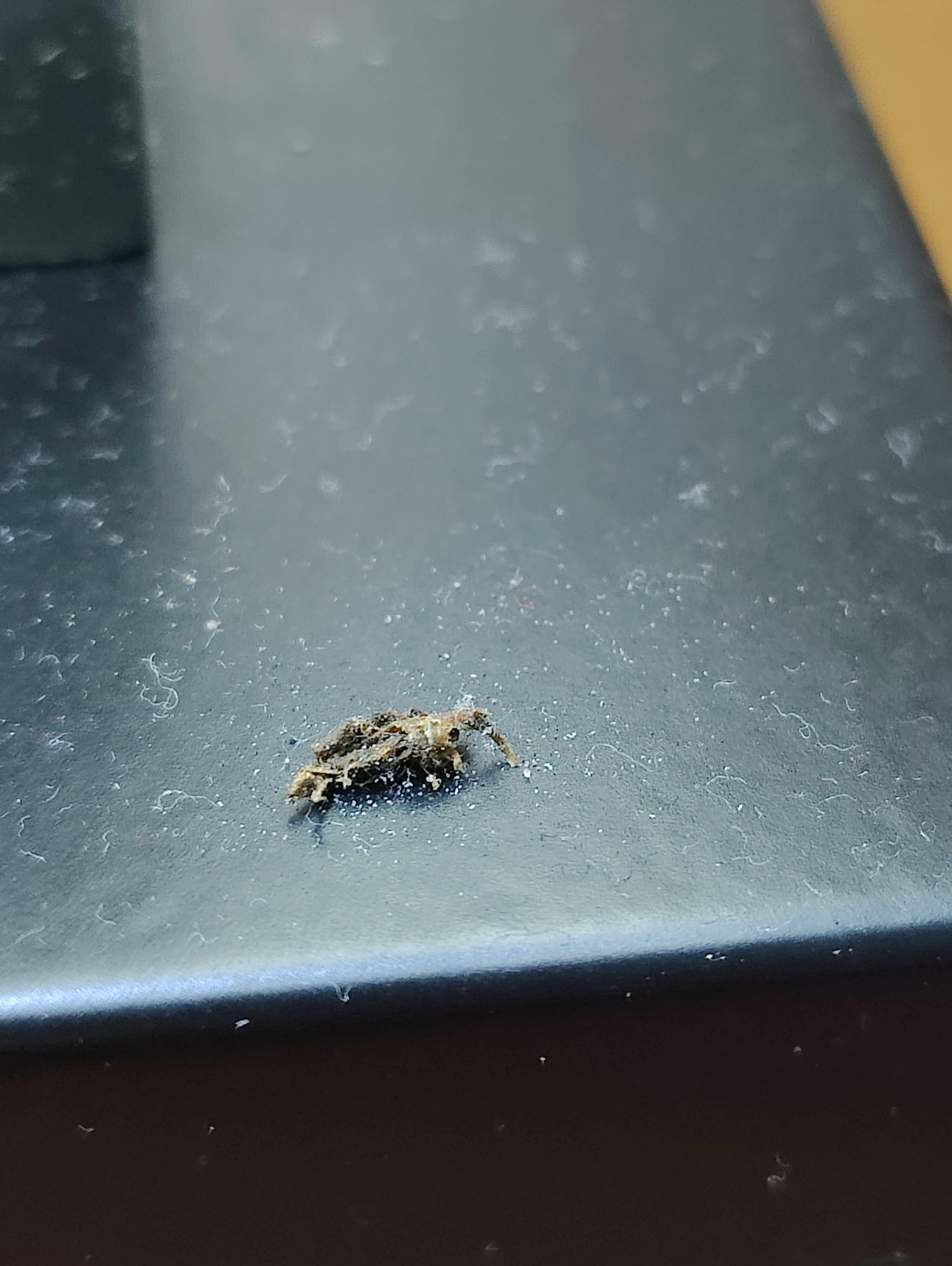 These were the dead bugs all over the furniture. 