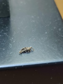 These were the dead bugs all over the furniture.