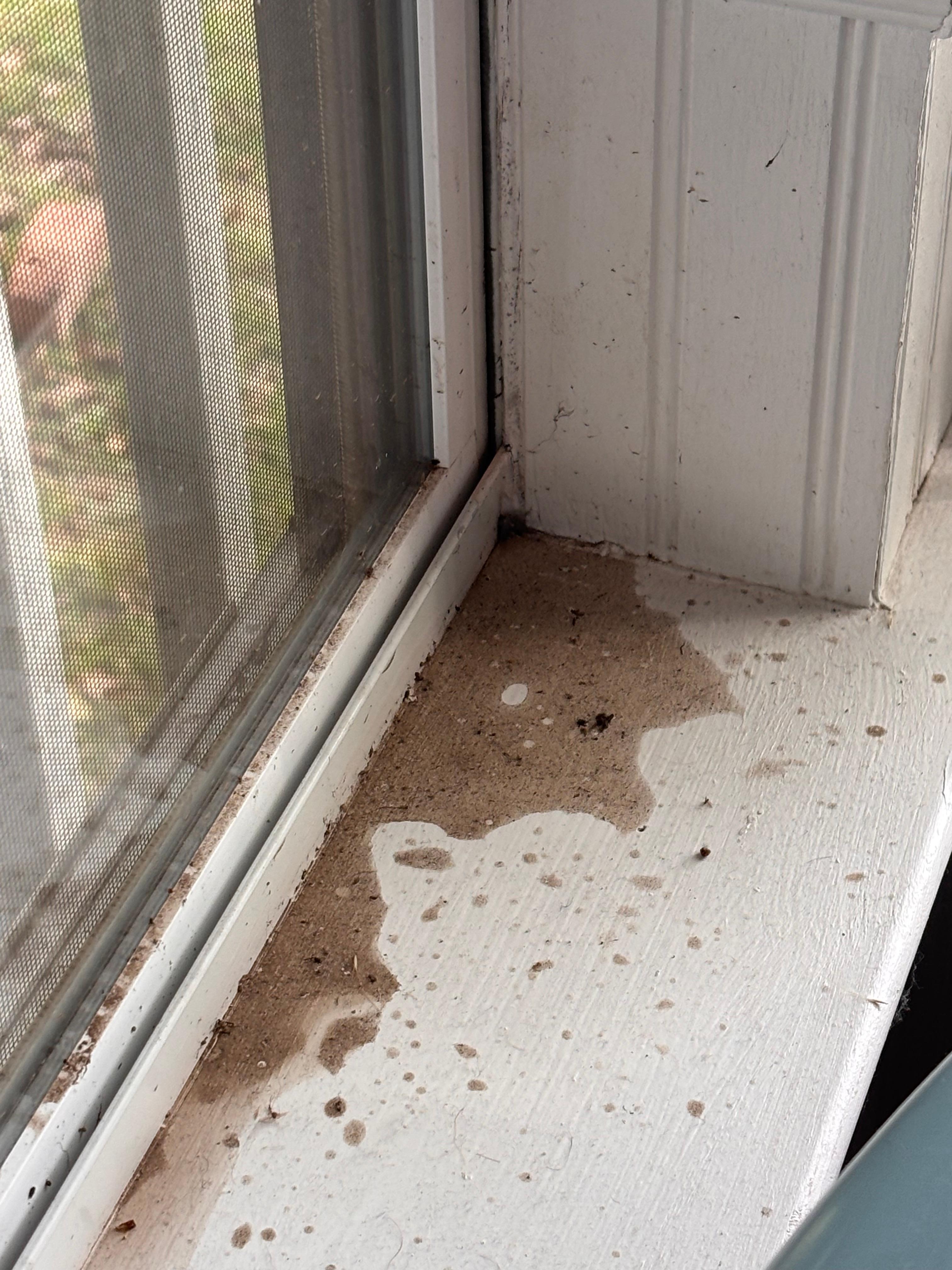 Water/ dirt buildup in master windowsill