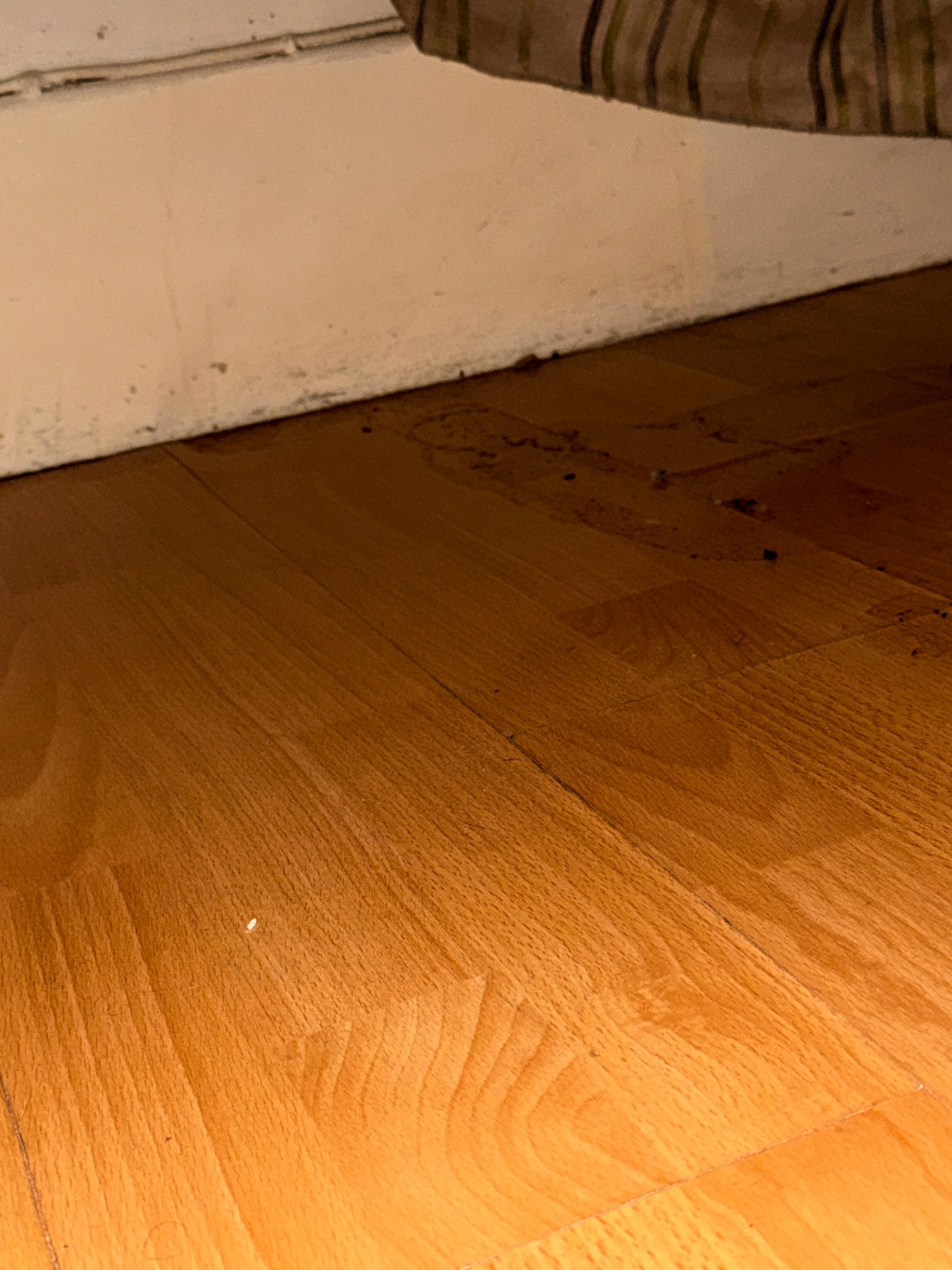 Flecken und Schimmel unter Bett 1