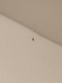Roaches in my room