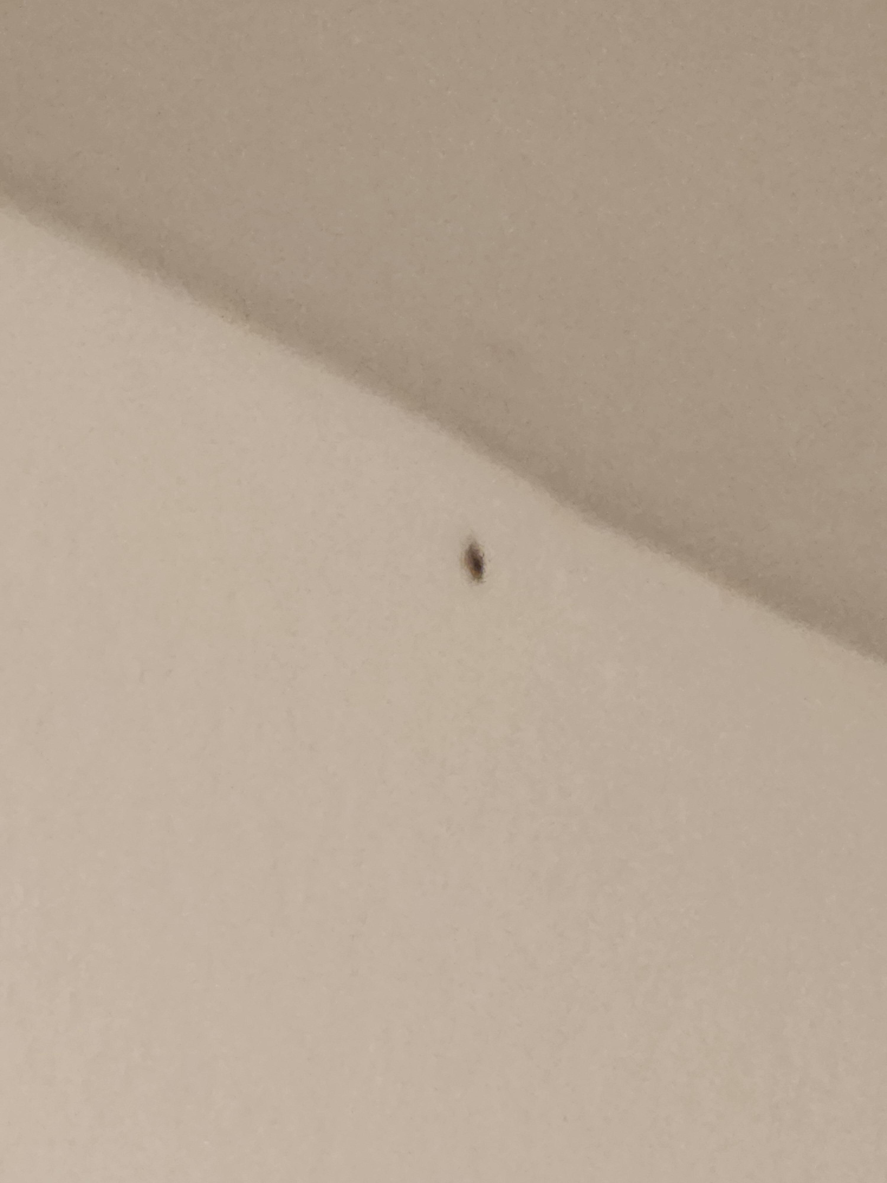 Roaches in my room