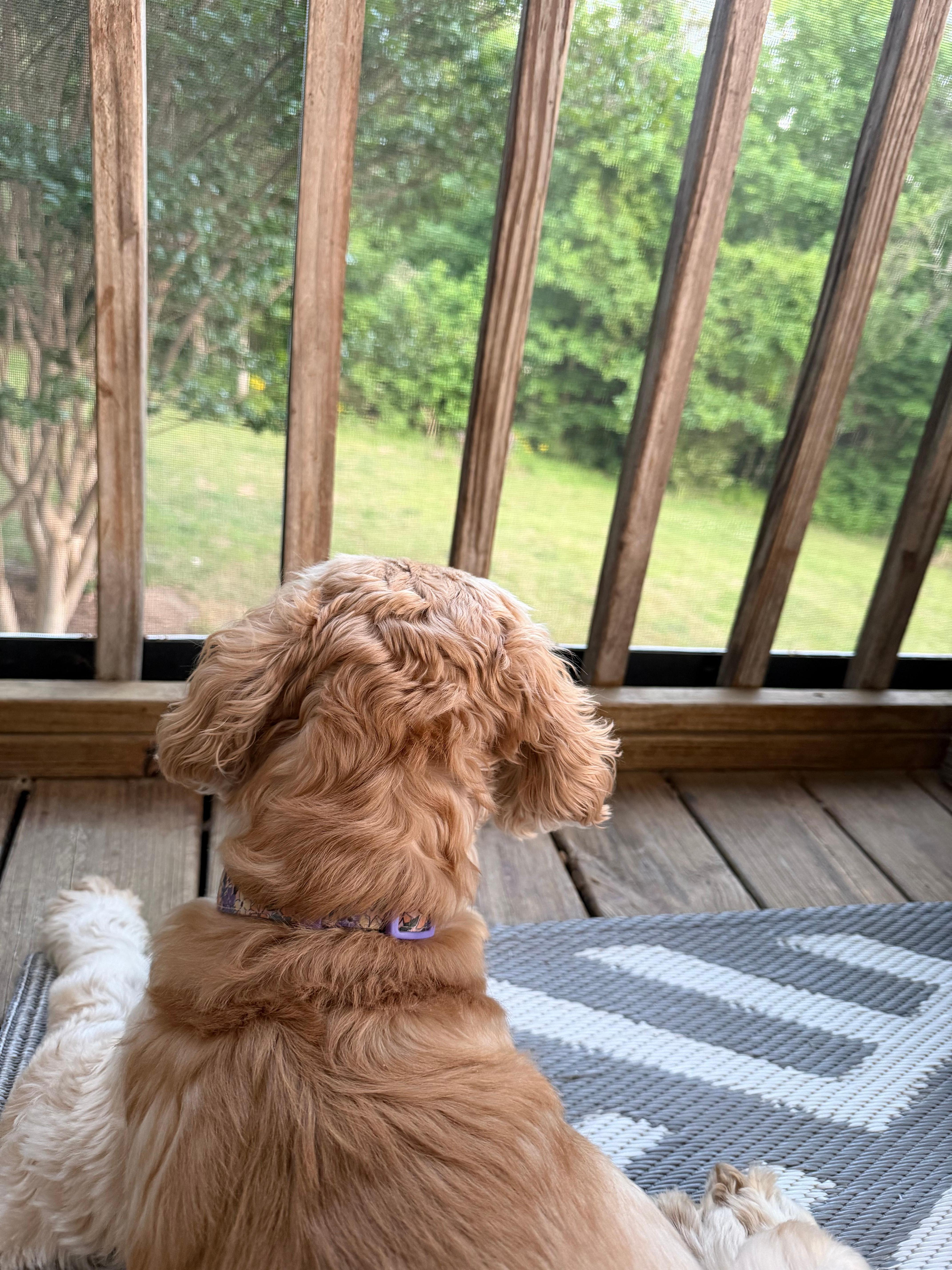 Our dog enjoying the birds and squirrels. 