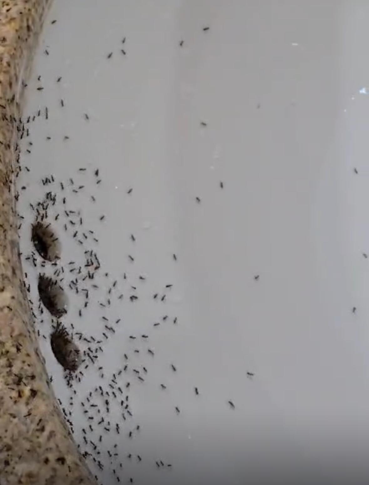 Tons of ants in the sink area. 