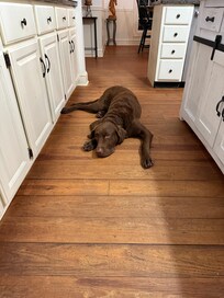 Goose resting after his long journey to the island!
