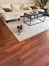 Our dog felt at home!
