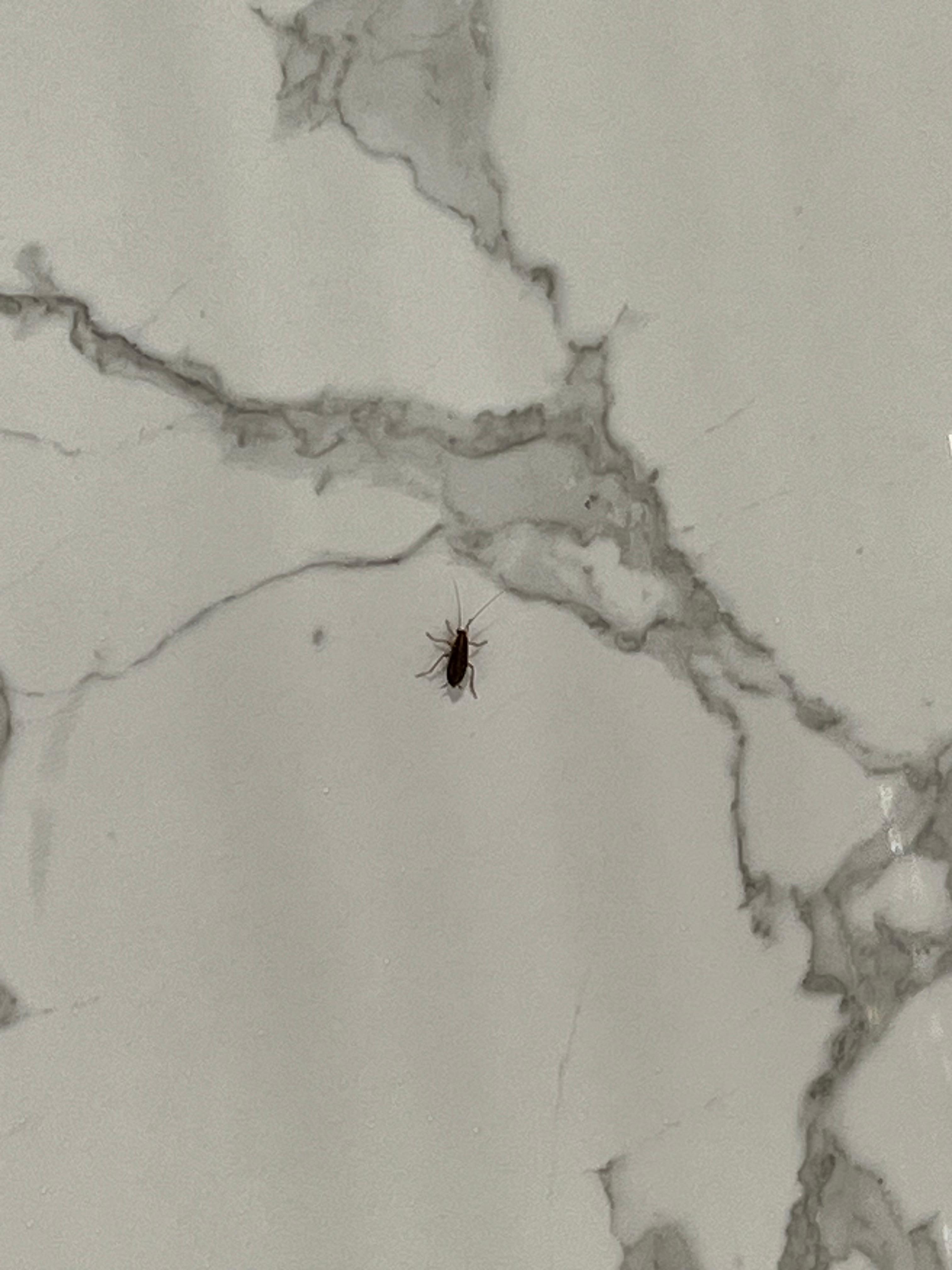 Roach on shower wall