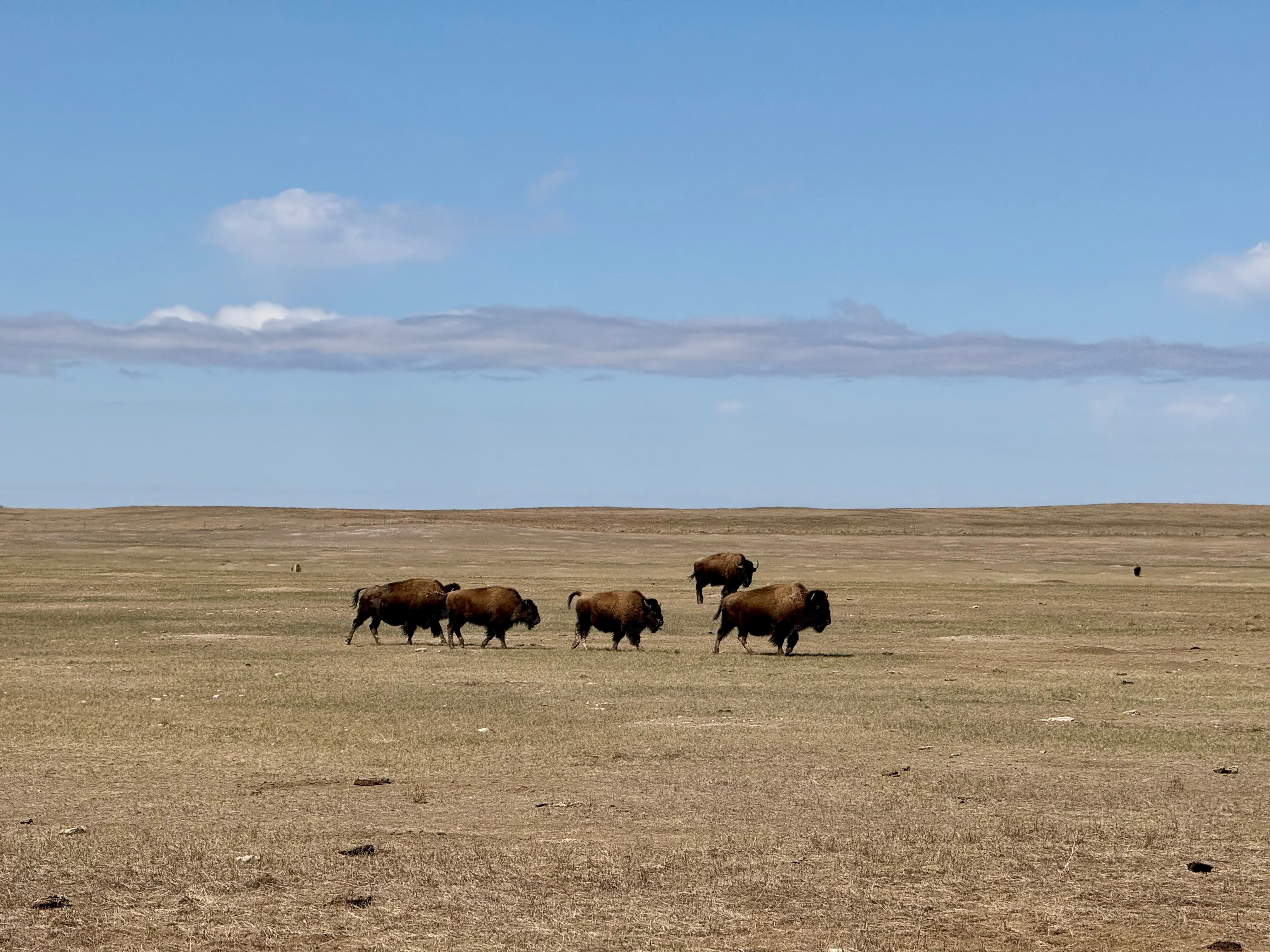 Sage Creek in the Badlands National Park