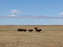 Sage Creek in the Badlands National Park