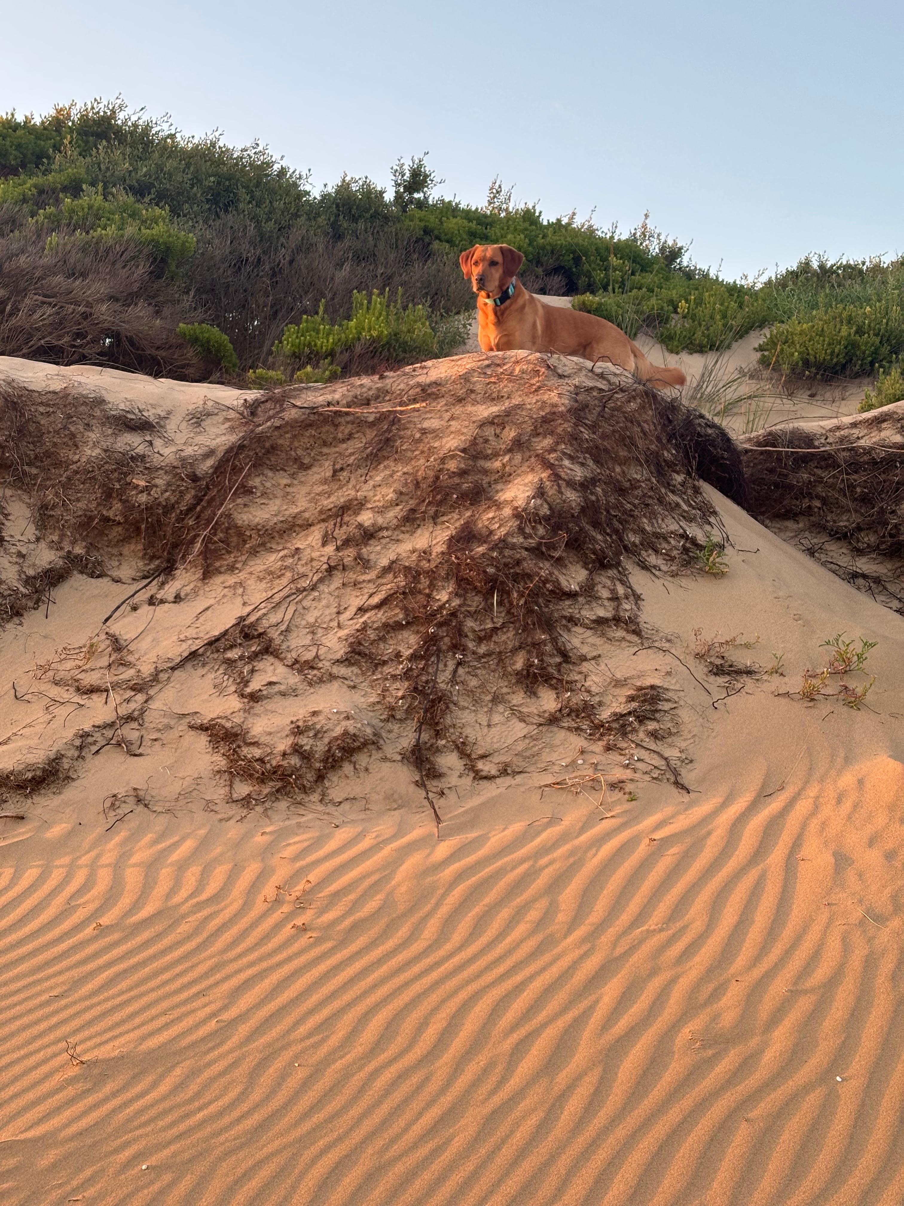 Lion king reenactment 