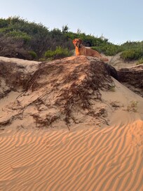 Lion king reenactment