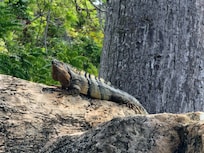 Iguanas por doquier :)