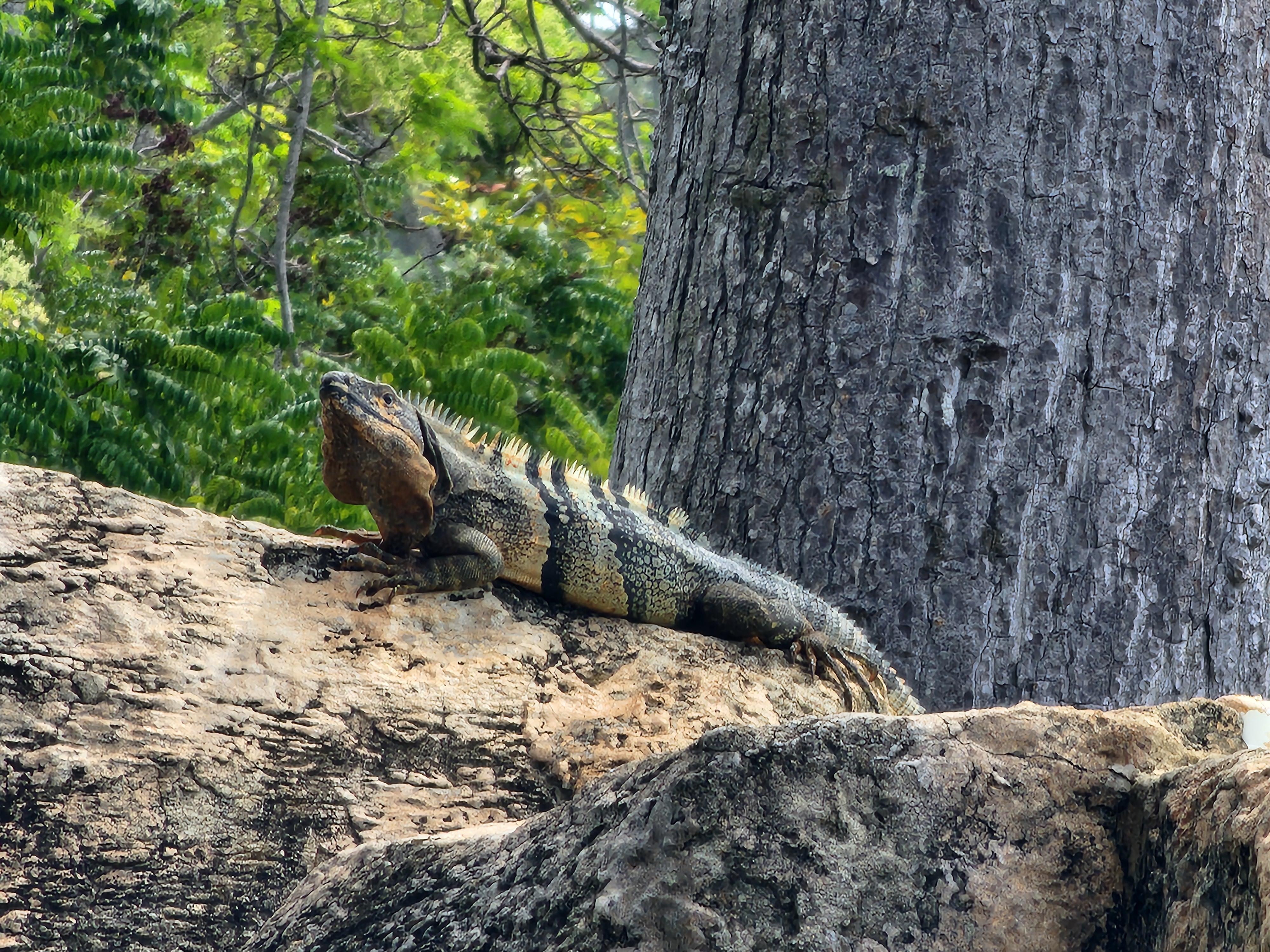 Iguanas por doquier :)