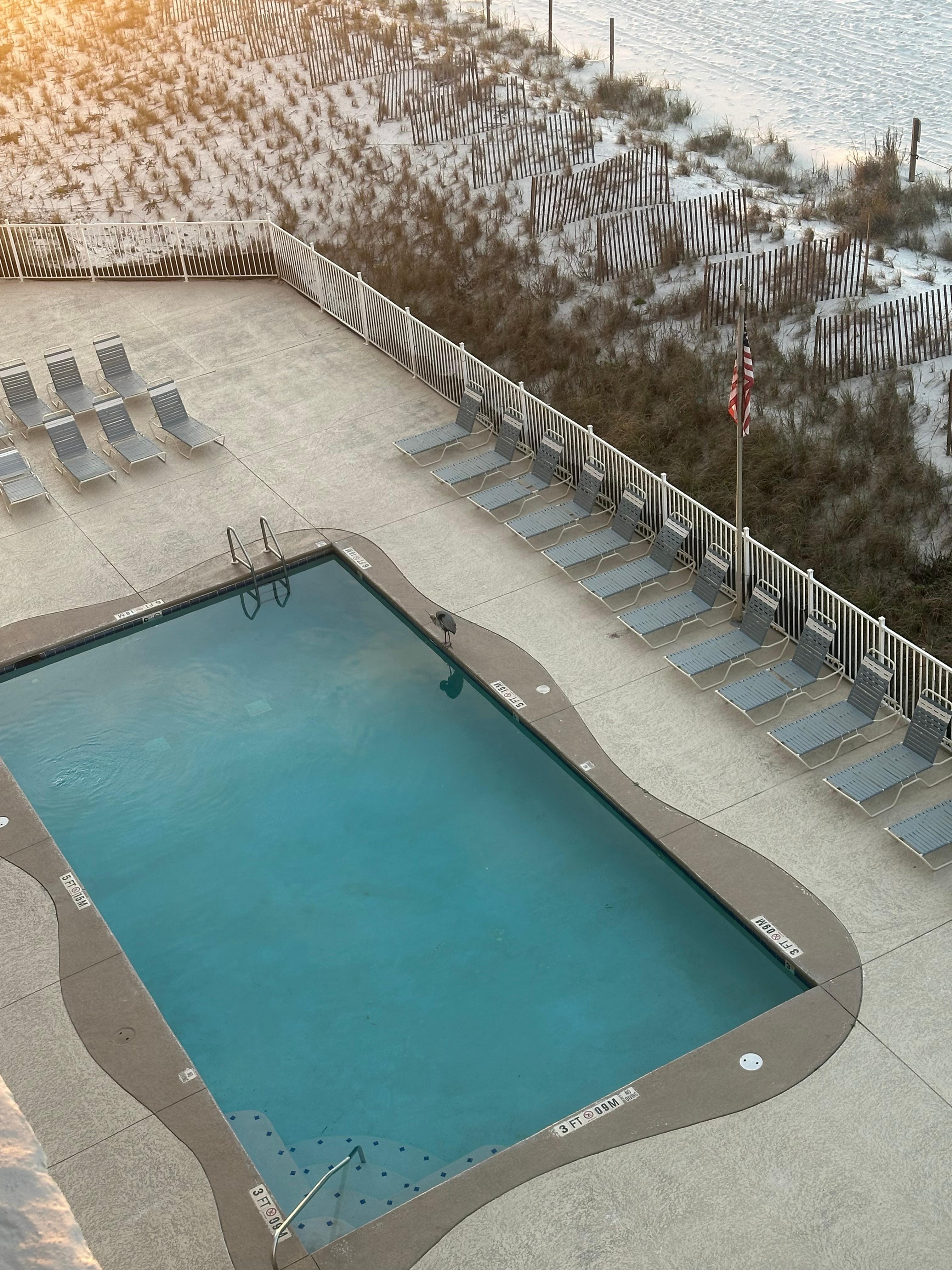 The pool with morning visitor