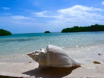 Another shell on the way!