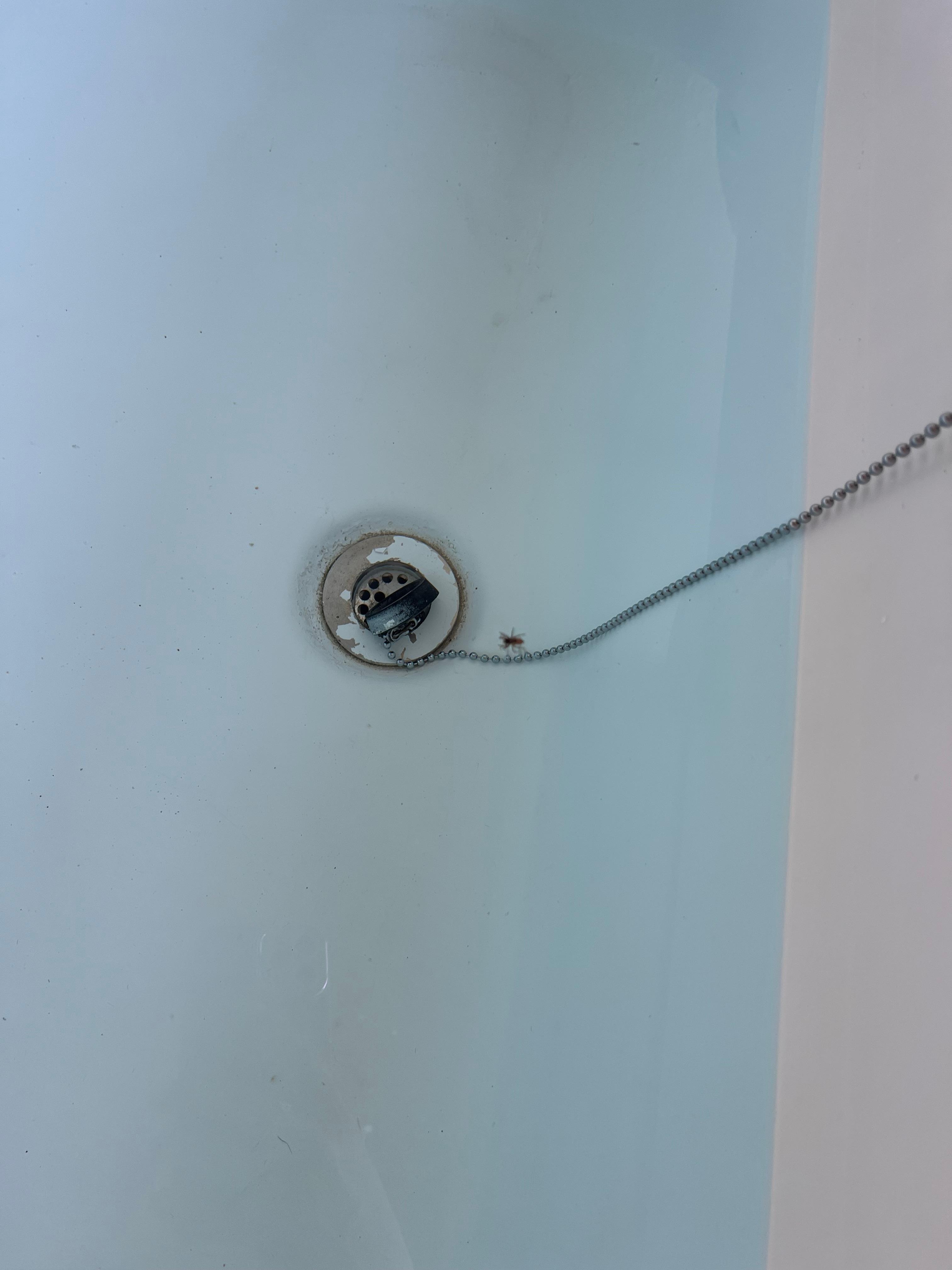 Araña viva en la tina de baño.