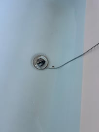 Araña viva en la tina de baño.