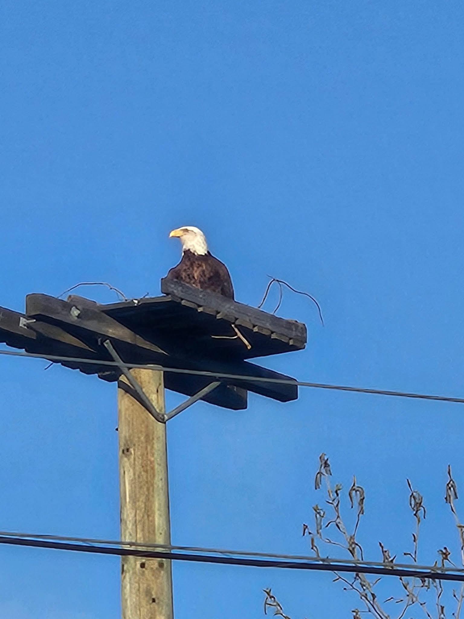 Eagle just before the parking lot of James Chabot Provincial Park