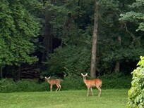 Beautiful side yard and perfect background for group photos. We enjoyed watching the deer.