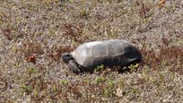 Gopher Tortoise in back yard