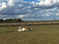 Dust bath time!