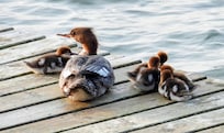 Female common merganser & ducklings on the pier. They were there almost every morning