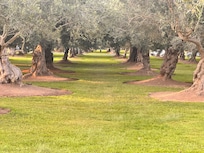 Olivos sembrados desde el siglo XVI traídos de Sevilla España