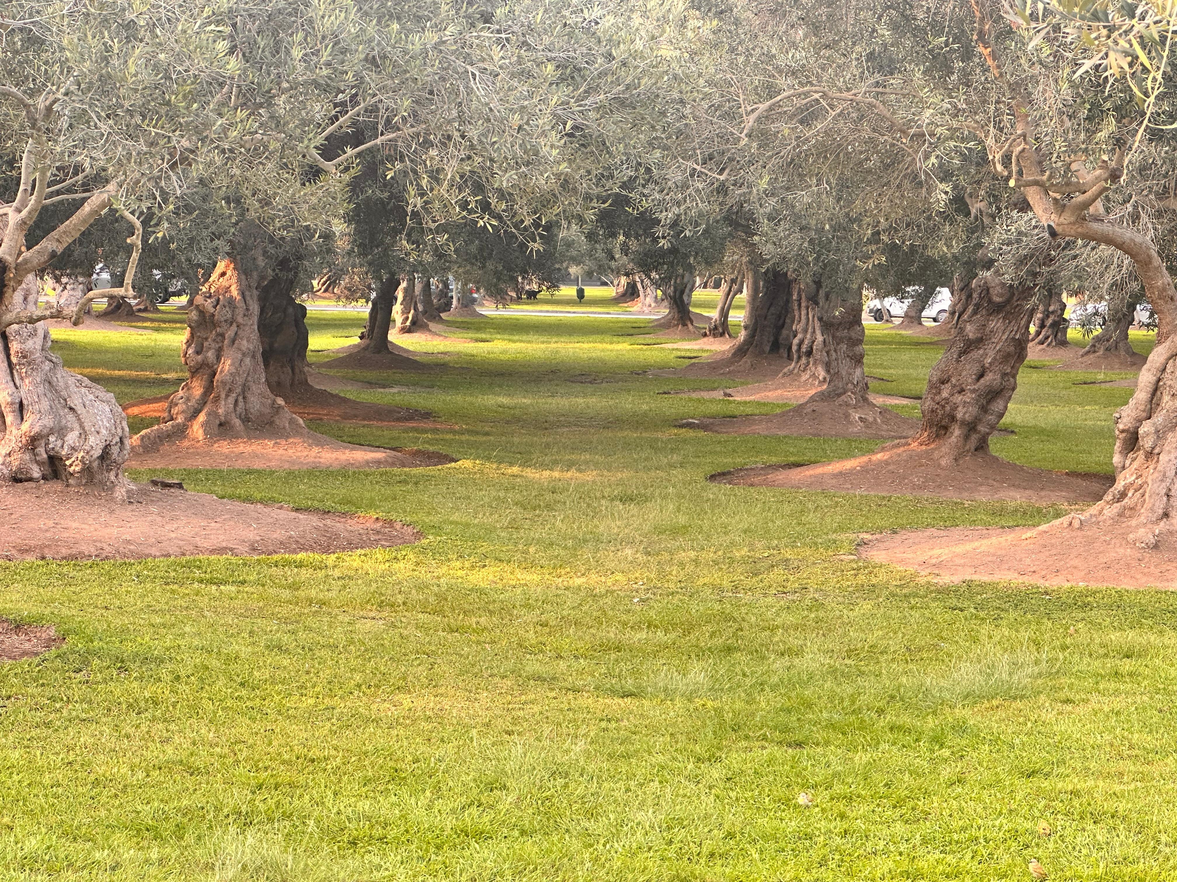 Olivos sembrados desde el siglo XVI traídos de Sevilla España