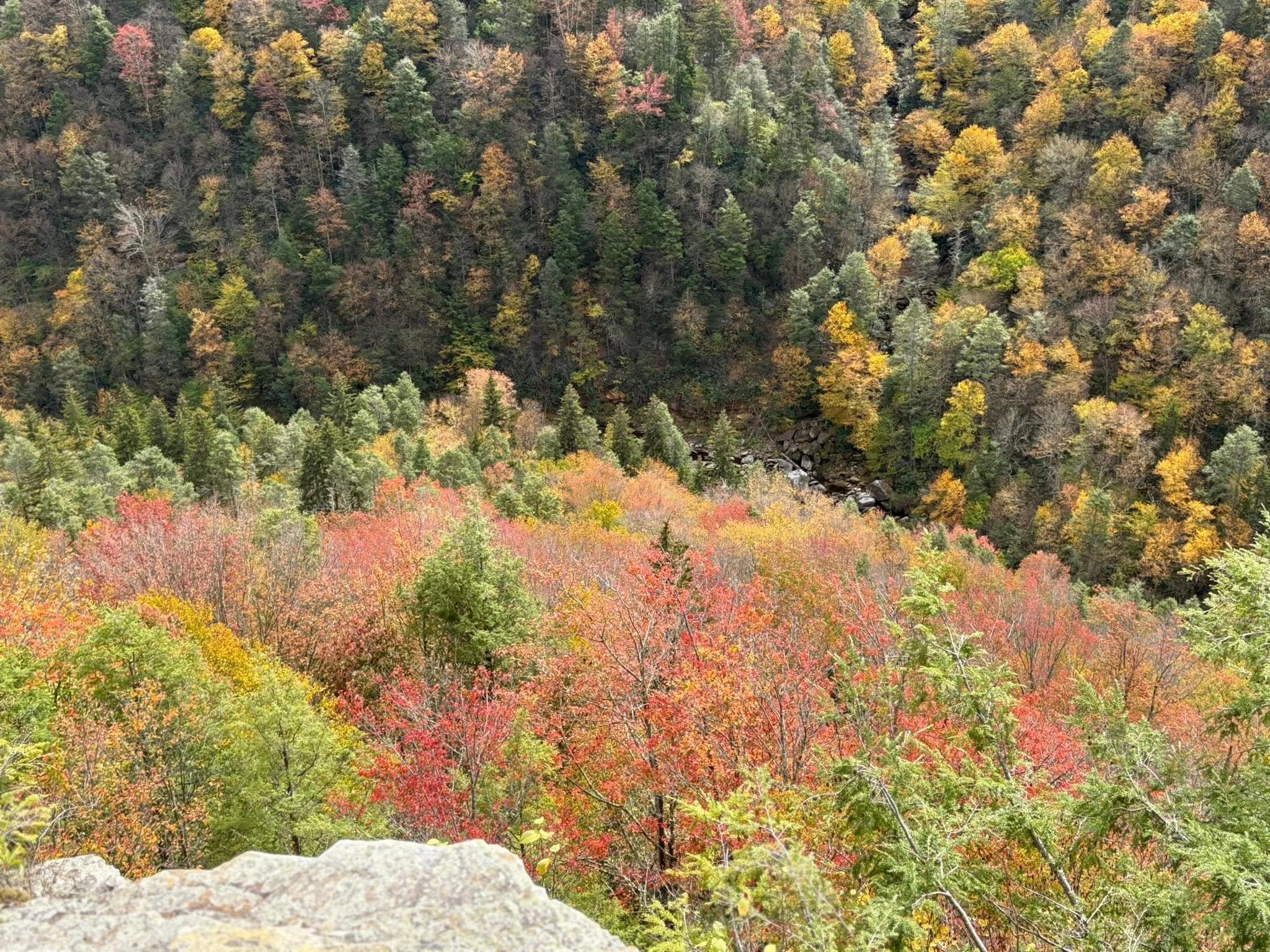 Spectacular valley at Blackwater Falls