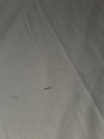 eyelashes found in bed