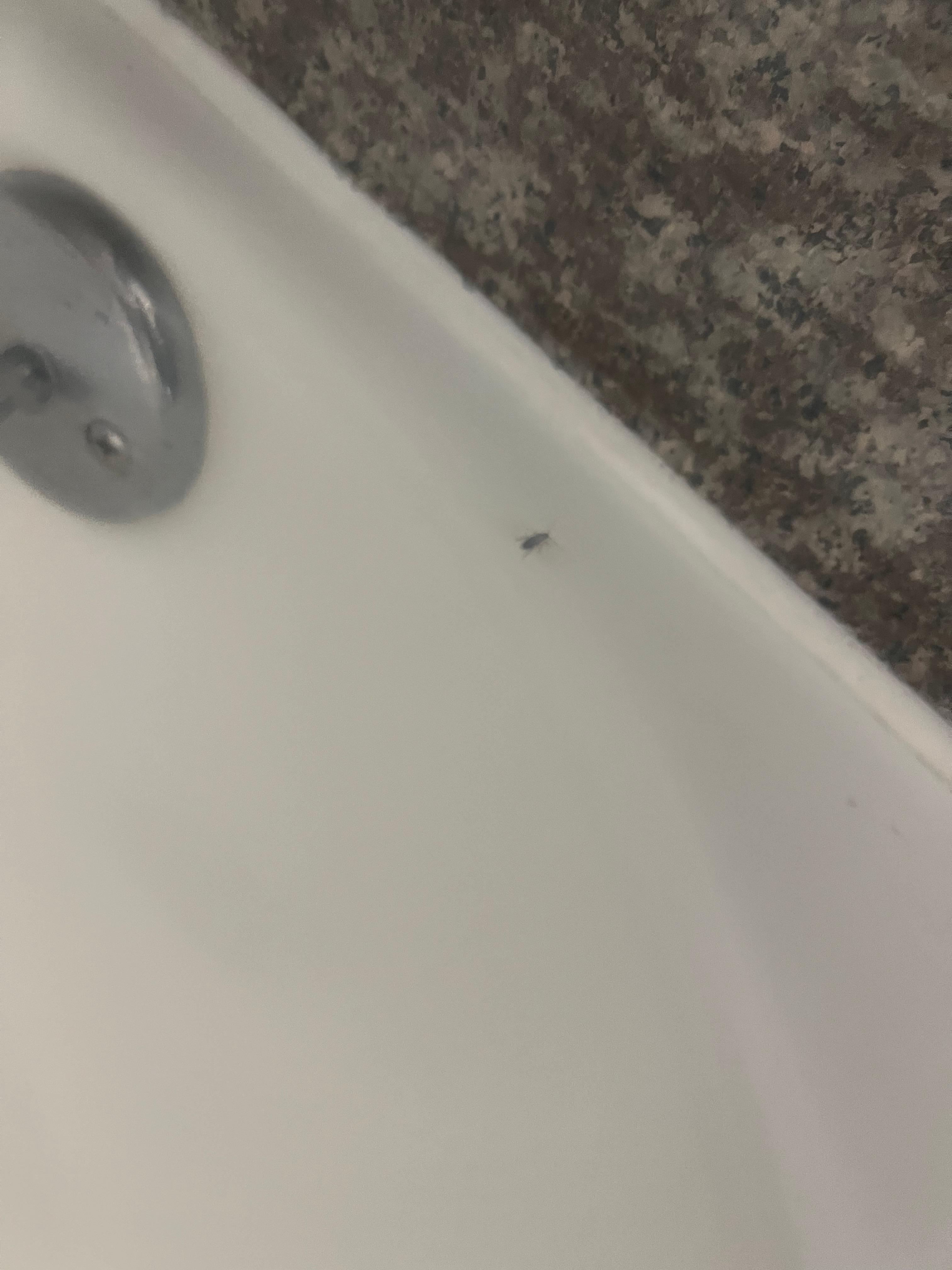 Roaches