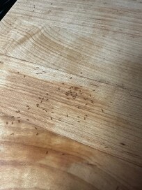 Ants in kitchen