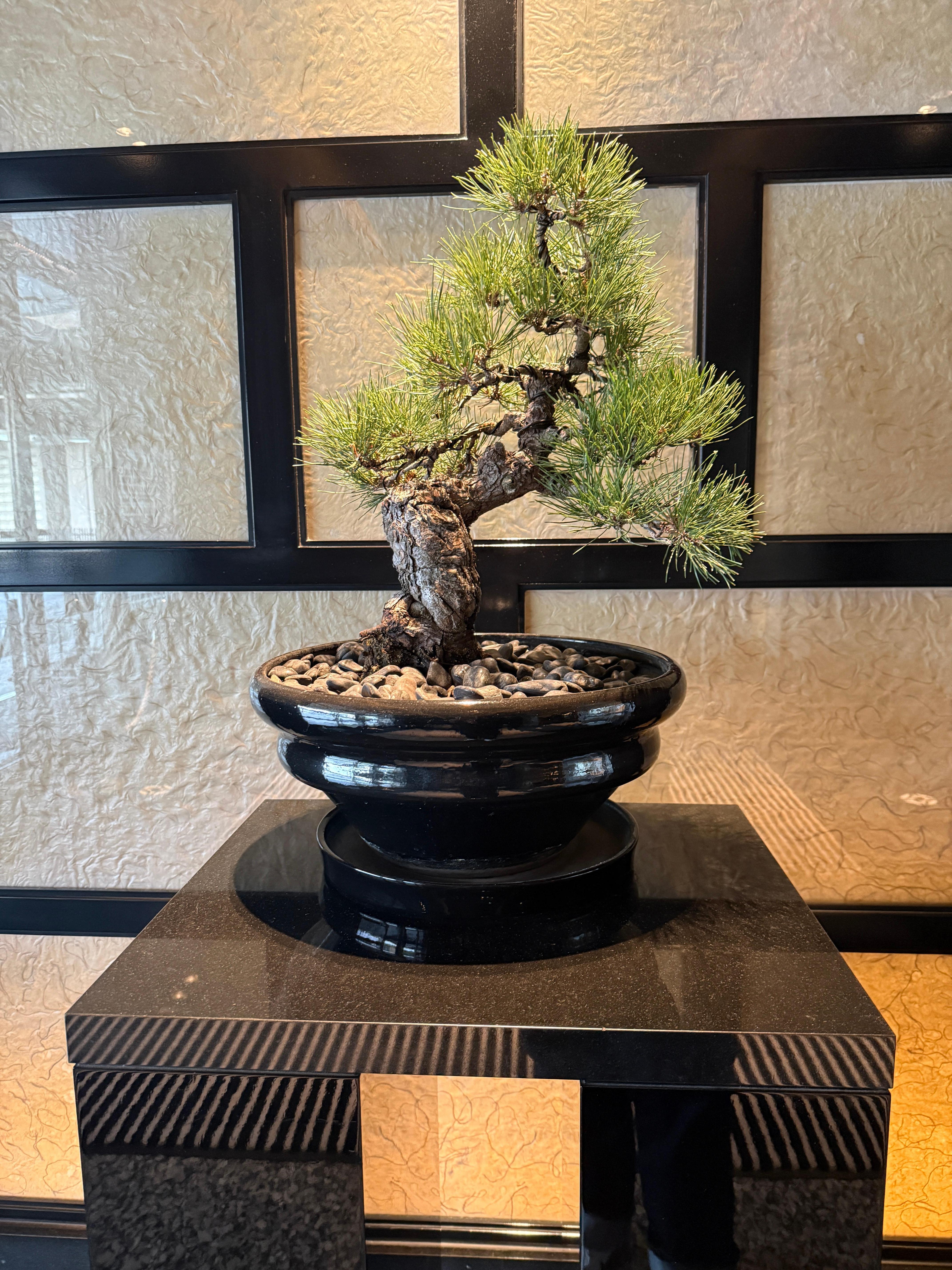Bonsai plant upon entry