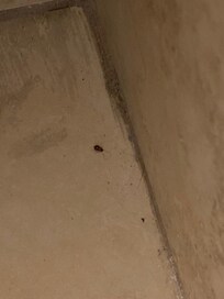 Roaches on the floor