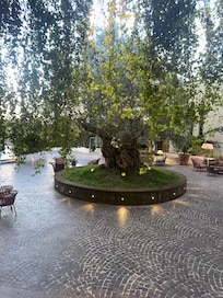 Beautiful olive tree
