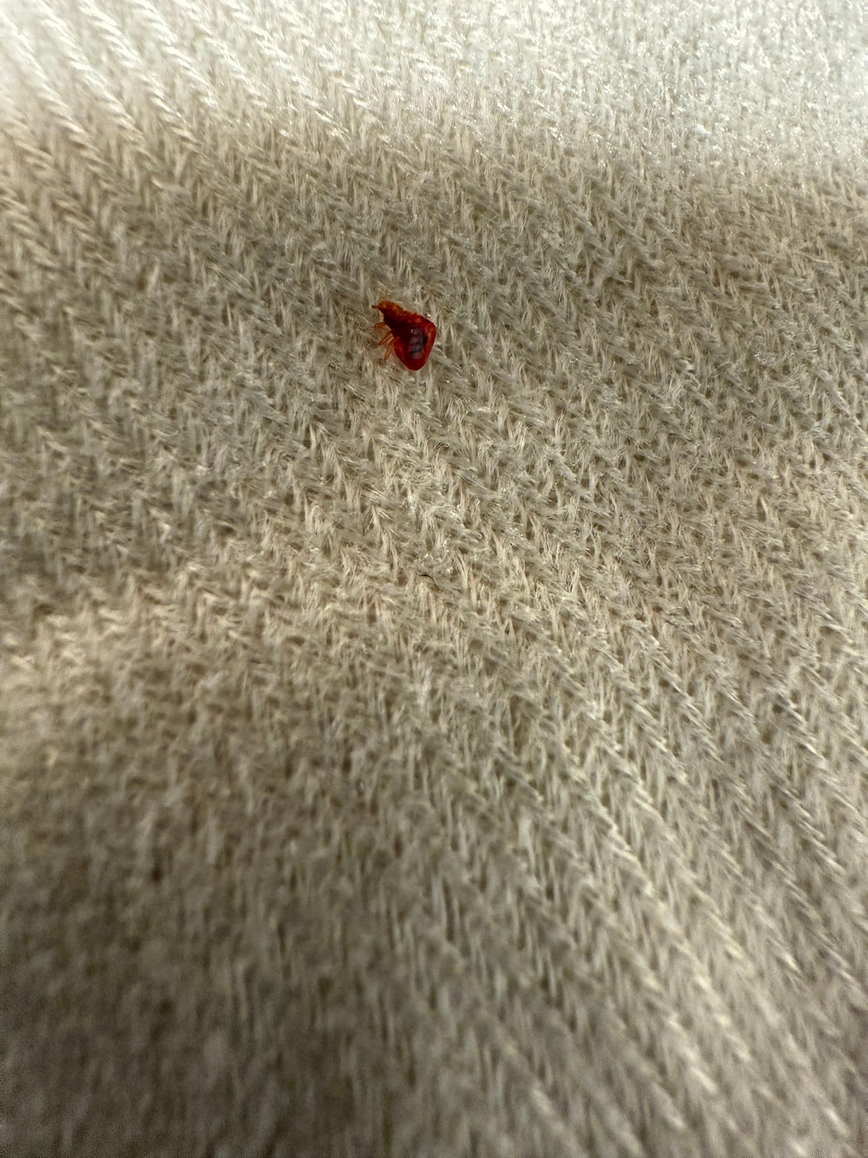 Bed bugs