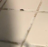 Baby cockroach that was inside the coffee maker