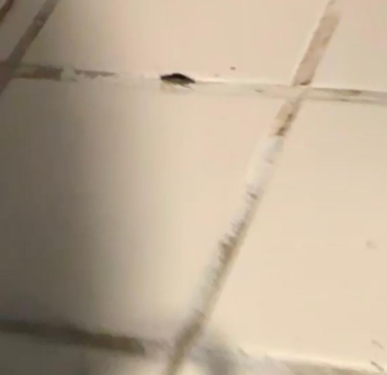 Baby cockroach that was inside the coffee maker 