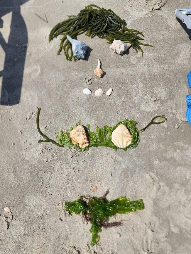 We found lots of shells! 🐚 (our kids got a little creative!💁♀️)