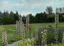 View out kitchen window