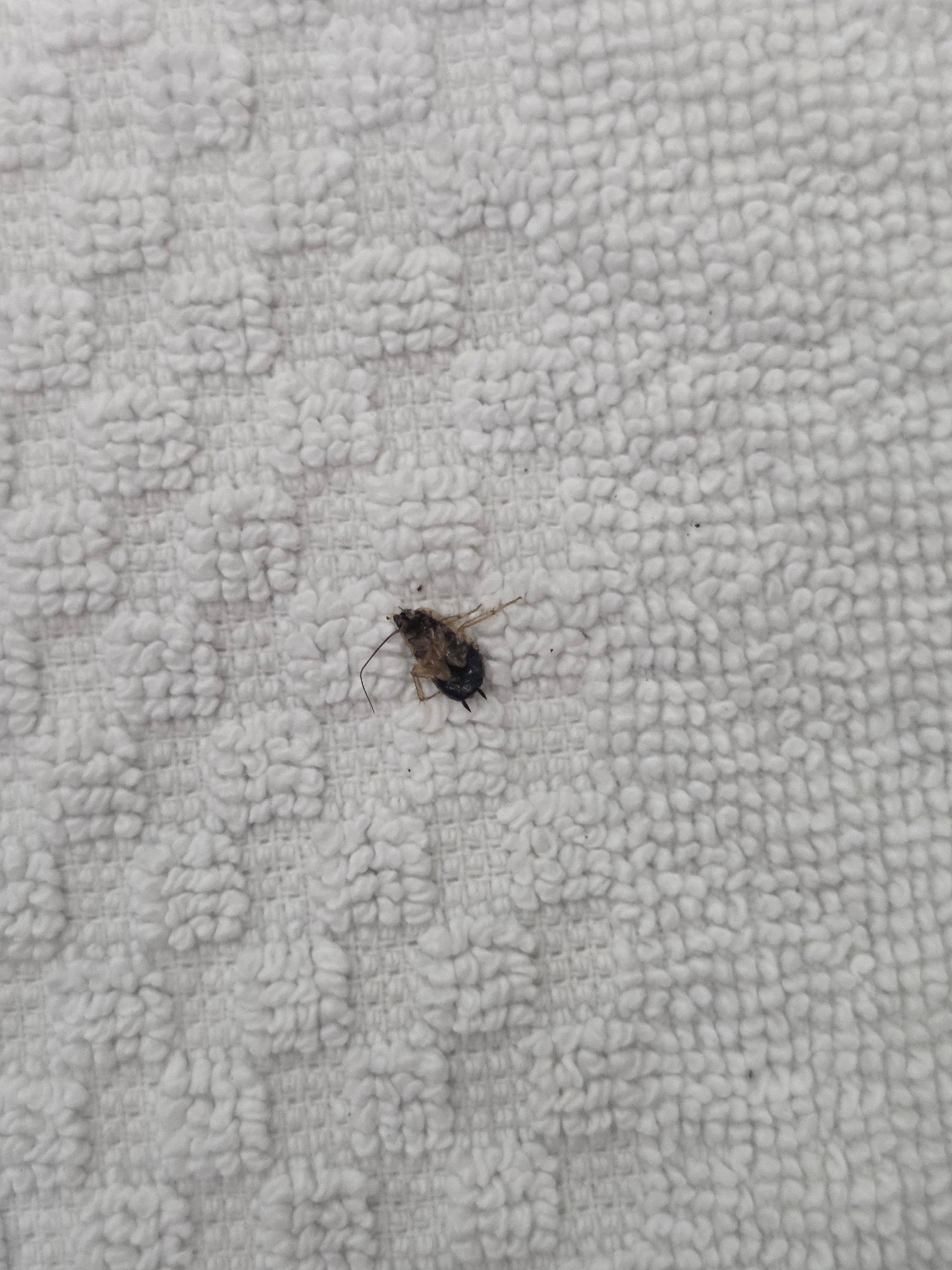Dead roach on the bathmat when I first removed it from the towel bar.