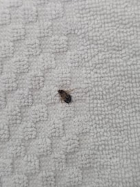 Dead roach on the bathmat when I first removed it from the towel bar.