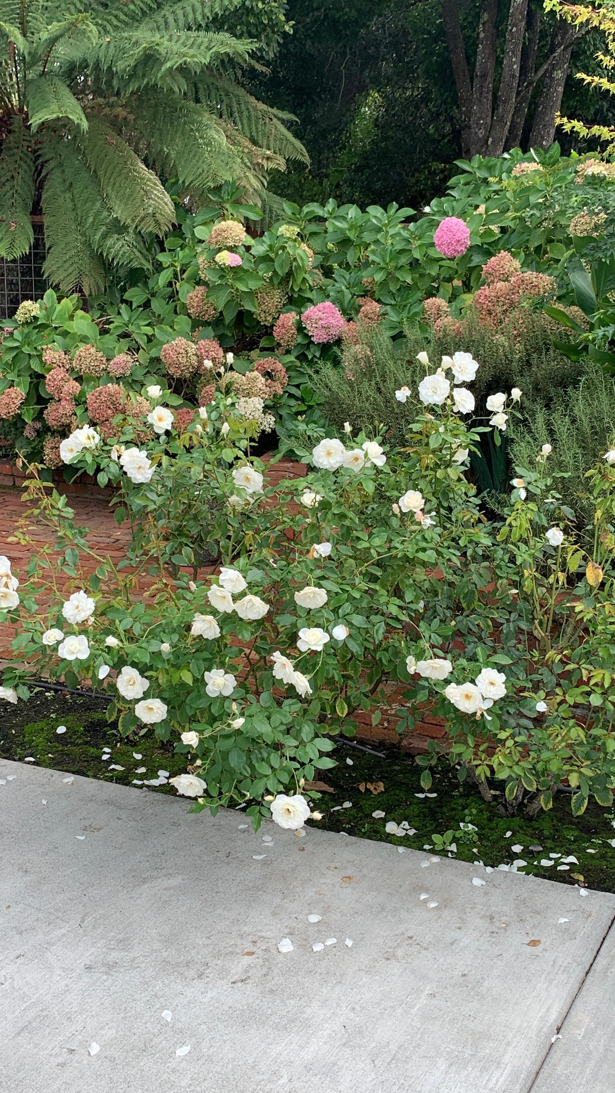 The back yard was beautiful. 