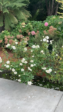 The back yard was beautiful.